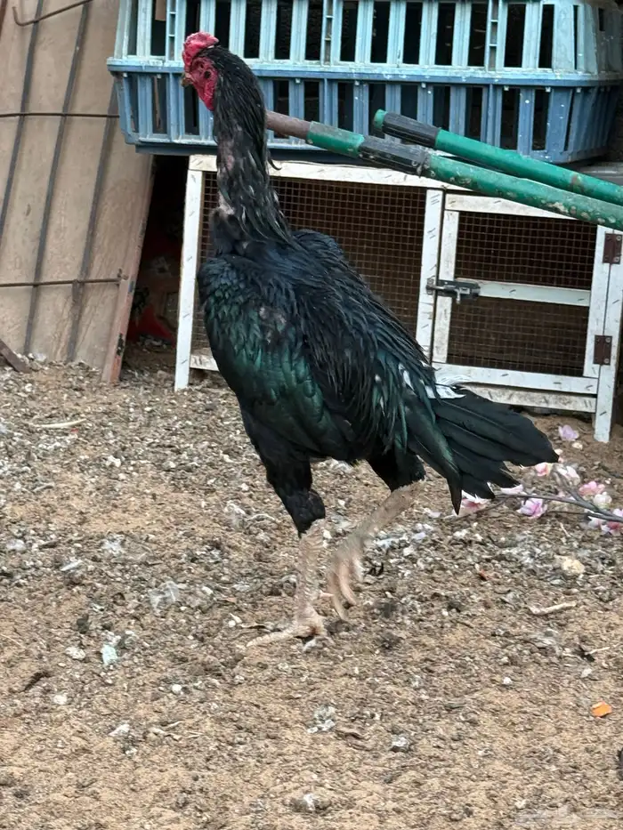 ديك باكستاني سندي 3