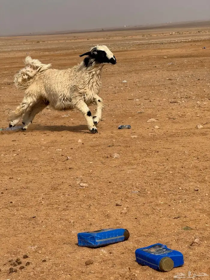 خروف طيب للبيع 3