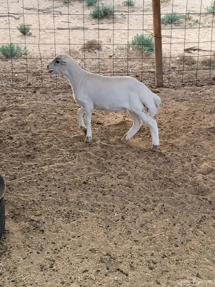 طلي طيب وسمين عمر شهرين 6