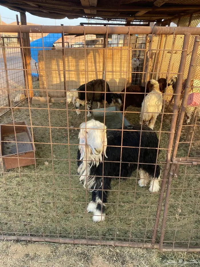 تيوس تو جايت من البر 3