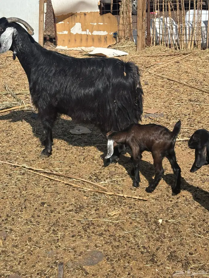 عنز متاومه طيبه 2