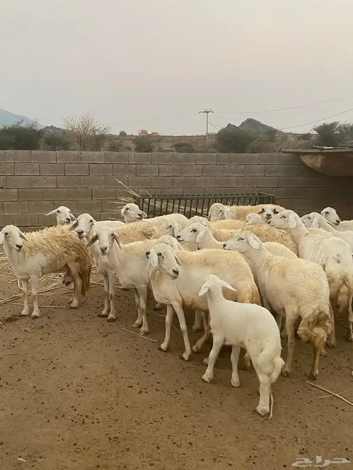 ضان للبيع محايل 0