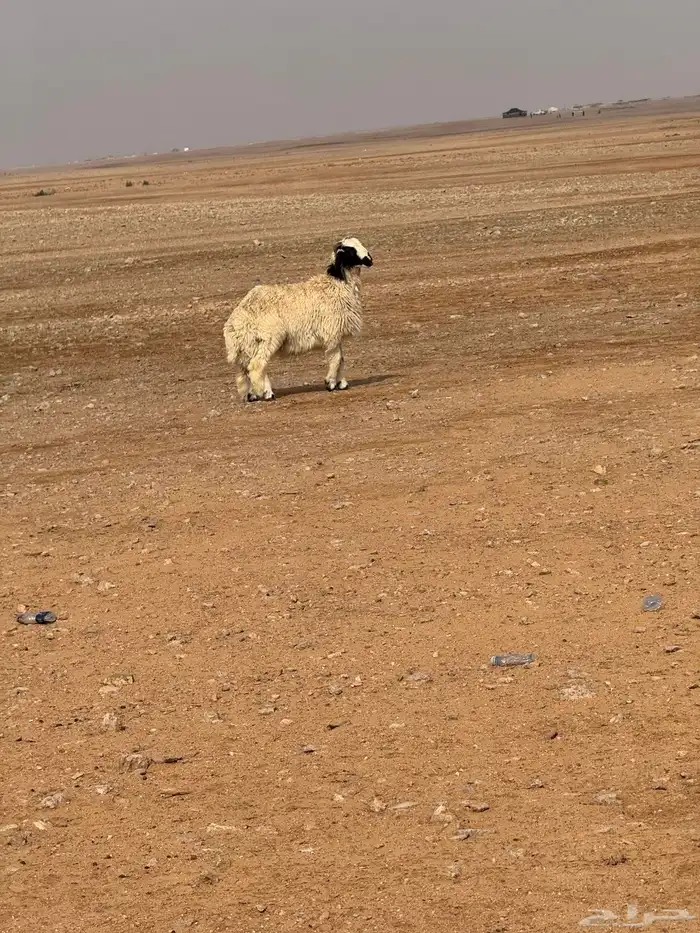 خروف طيب للبيع 2