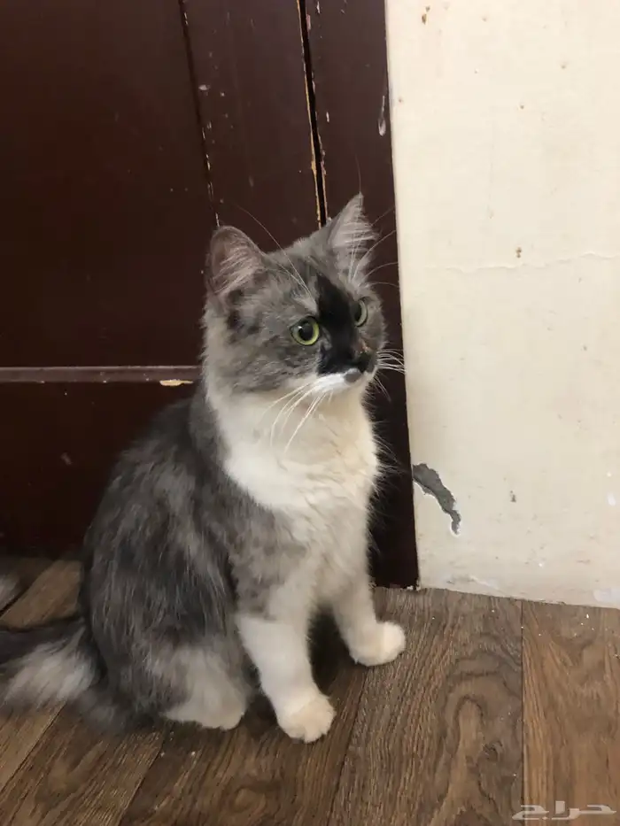 قطه ضايعه حصلت قطه ضايعه بالقادسيه واحد عنداسواق نقطه القاد 1