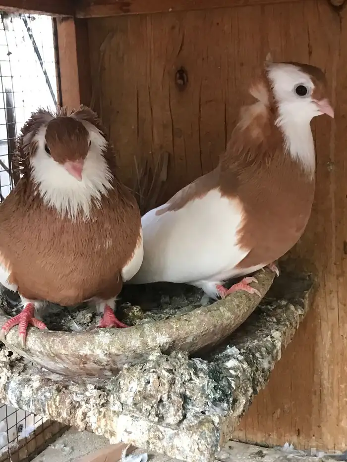 وحشي وهومر وعبسي وبربري 13