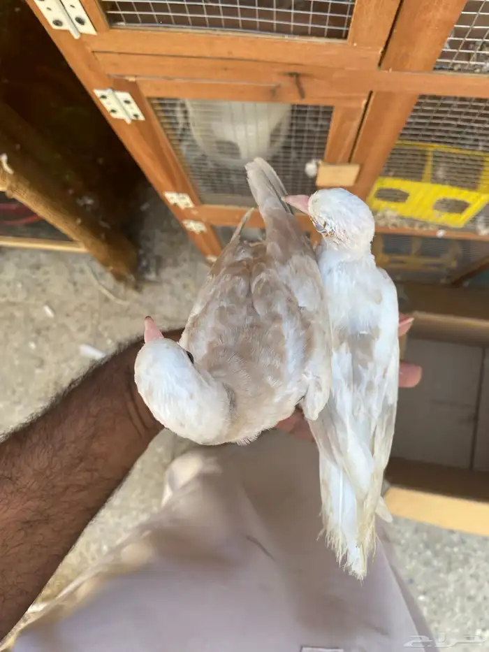 قماري هولندي 1