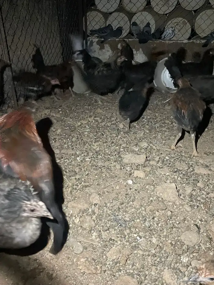 دجاج وديكه للبيع 1