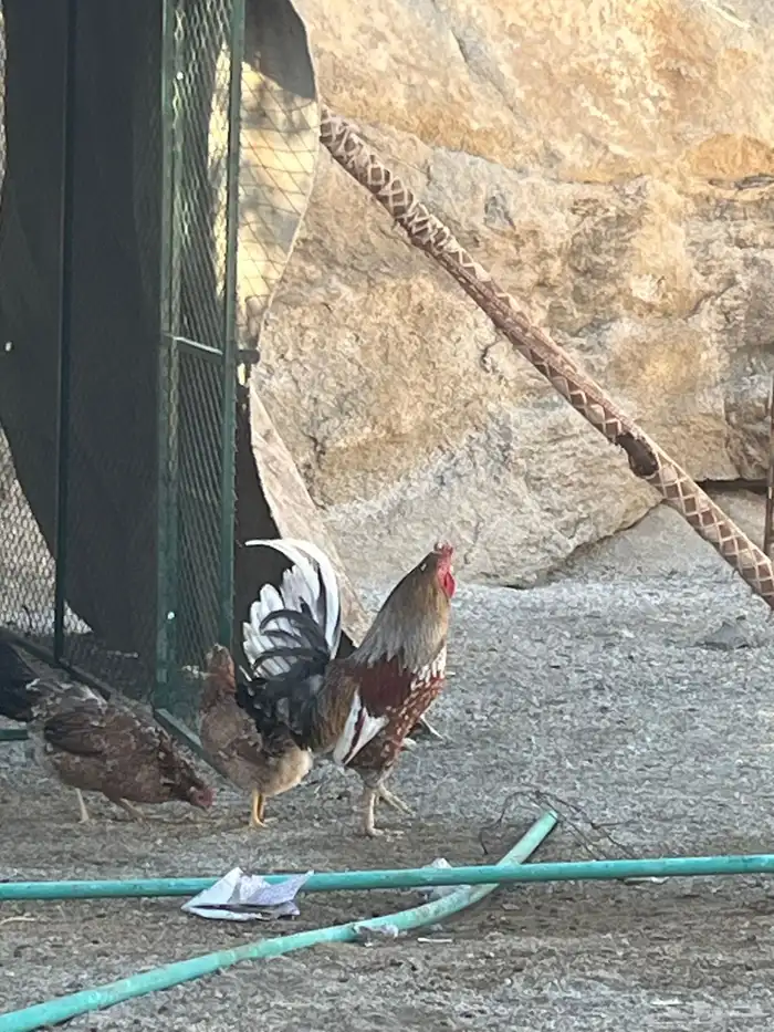 ديك كفو للبيع يلقح يذن شرط 0