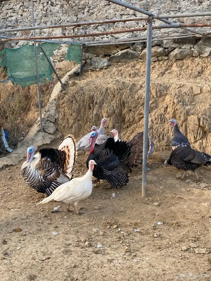 دجاج رومي. (تم البيع ) 0