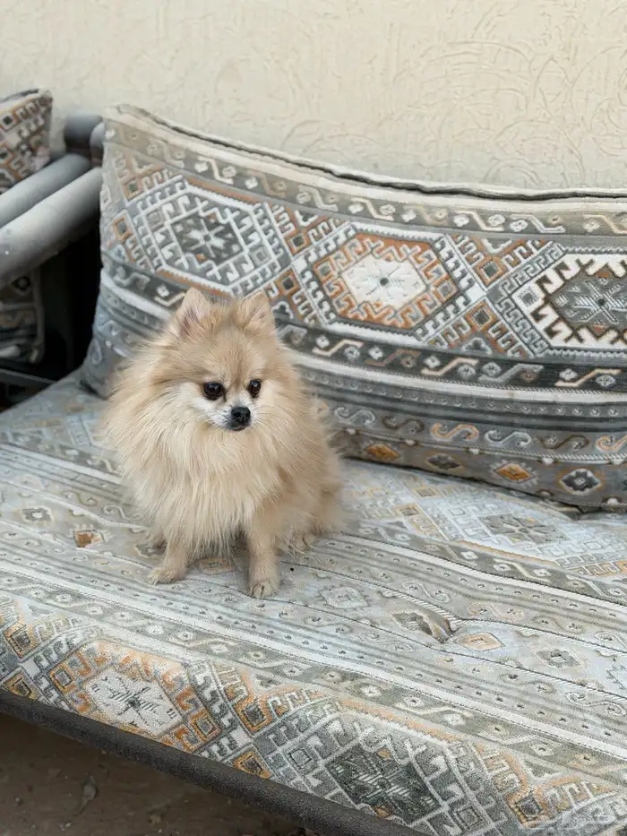 انثى بومرينيان تيدي فيس 1