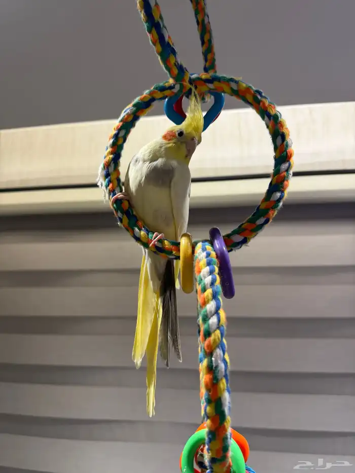 للبيع - كروان متكلم 1