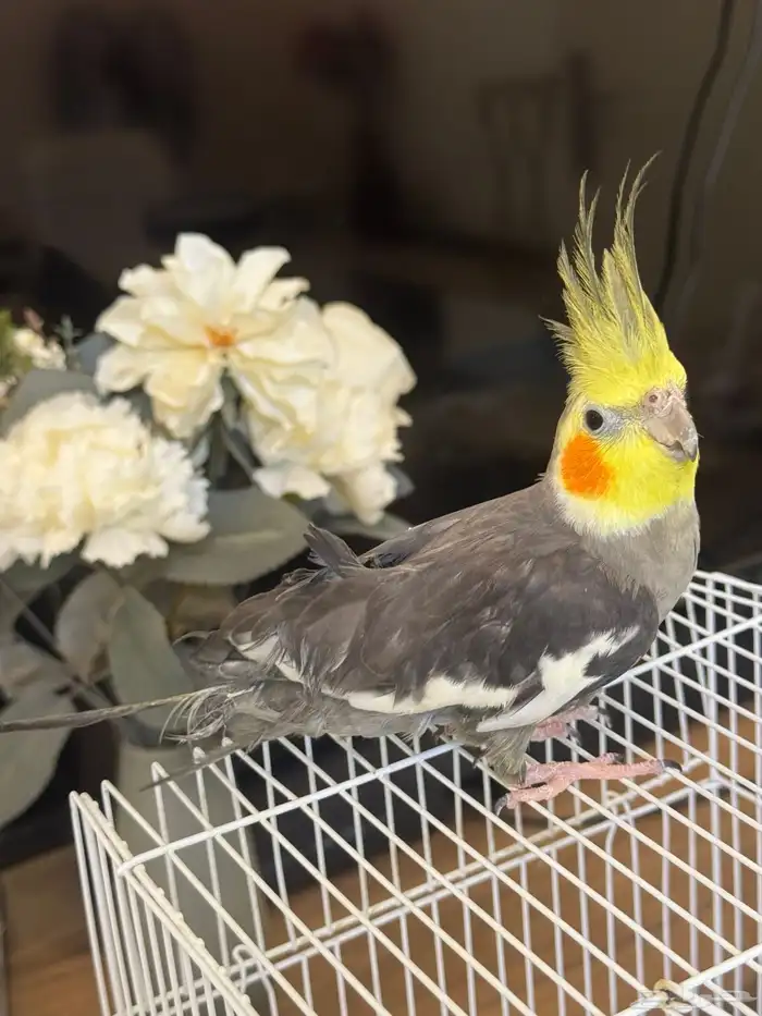 كروان الليف 0