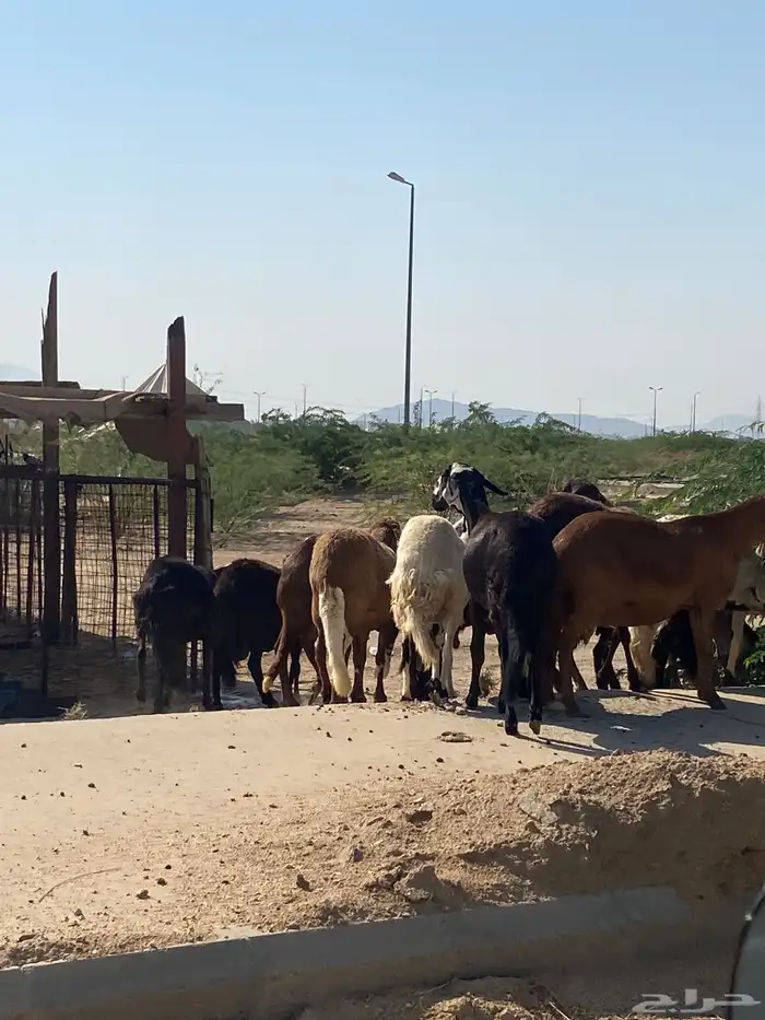 سواكن خلفات ودفيع 13