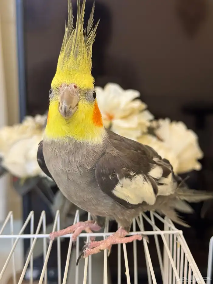 كروان الليف 3