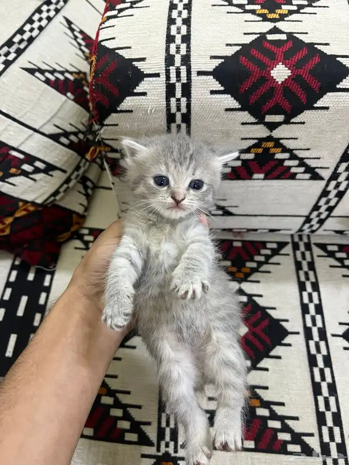 قطط لتبني مع امهم 1