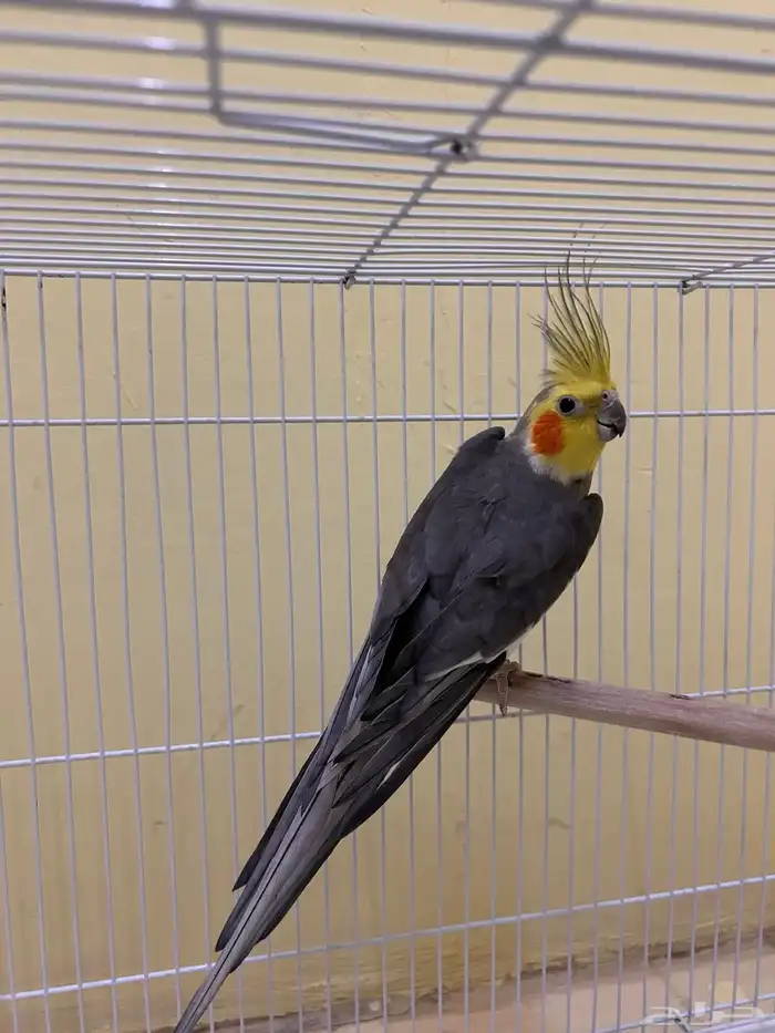 طيور كروان 2