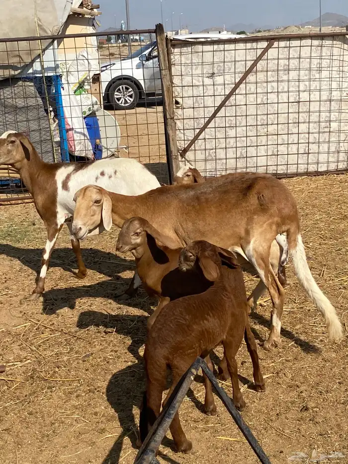 سواكن خلفات ودفيع 3