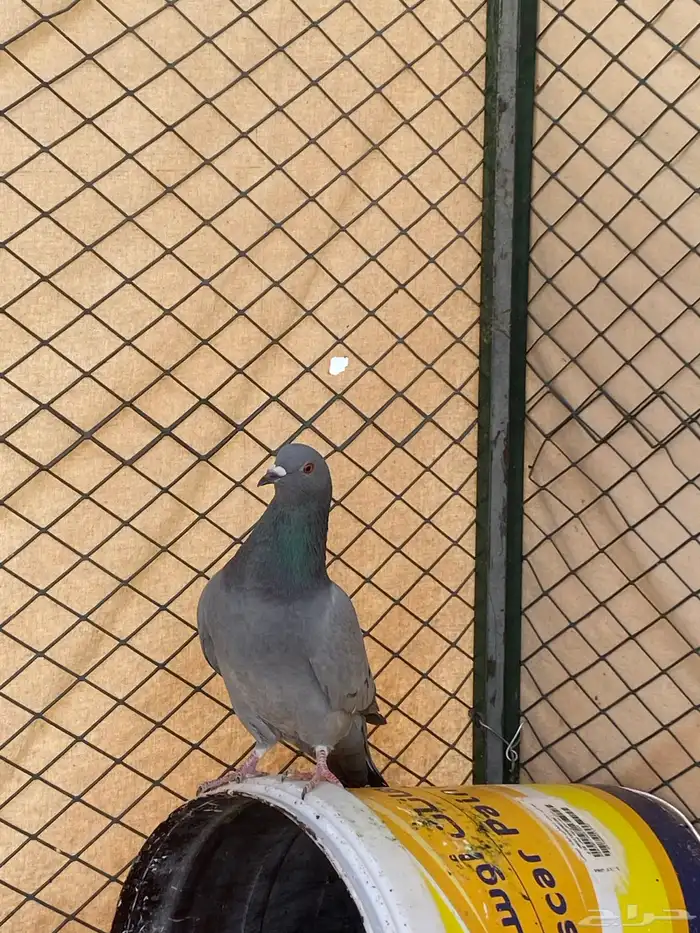 حمام للبيع شرط صحة زاجل سلفر حمام الموقع سكاكا 4