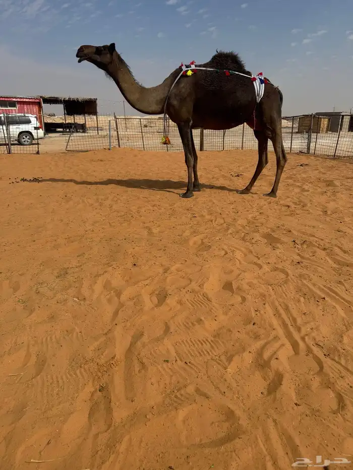 خلفه هديه مسوح 0