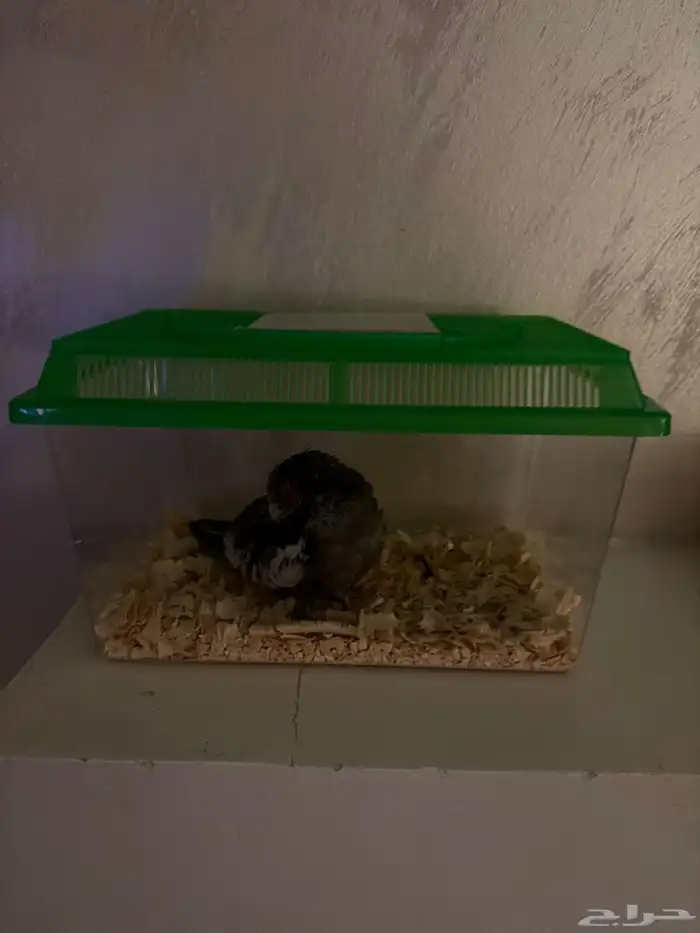 فرخ كروان للبيع 0