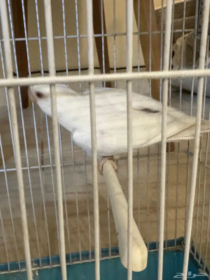 جوزين طيور روز 2