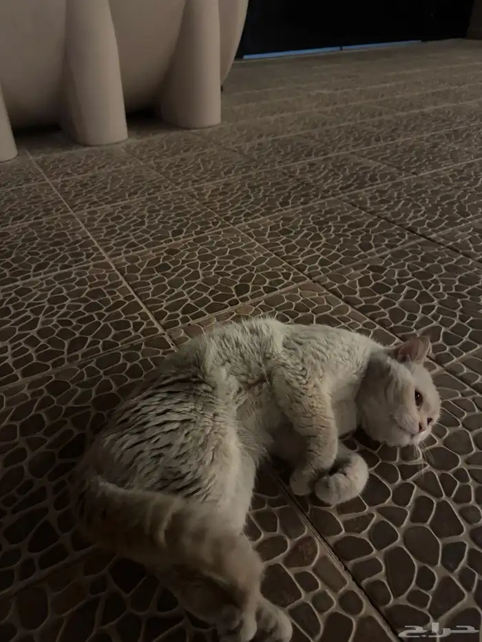 قط جميل للتبني 4