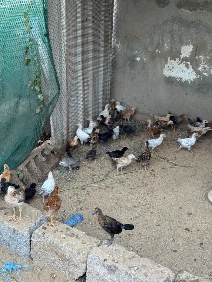 دجاج بلدي وبينه25 حبه فارسي بضبط 0