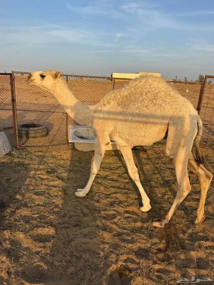 قعود 7 شهور 2