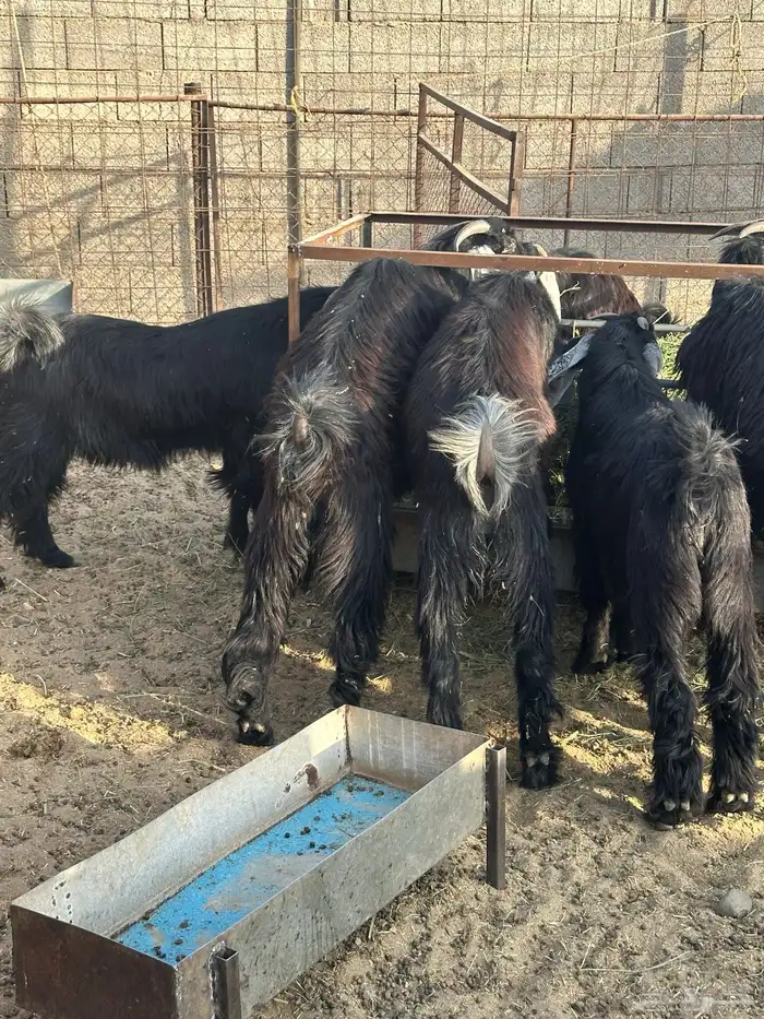 تيوس مخاصي 0