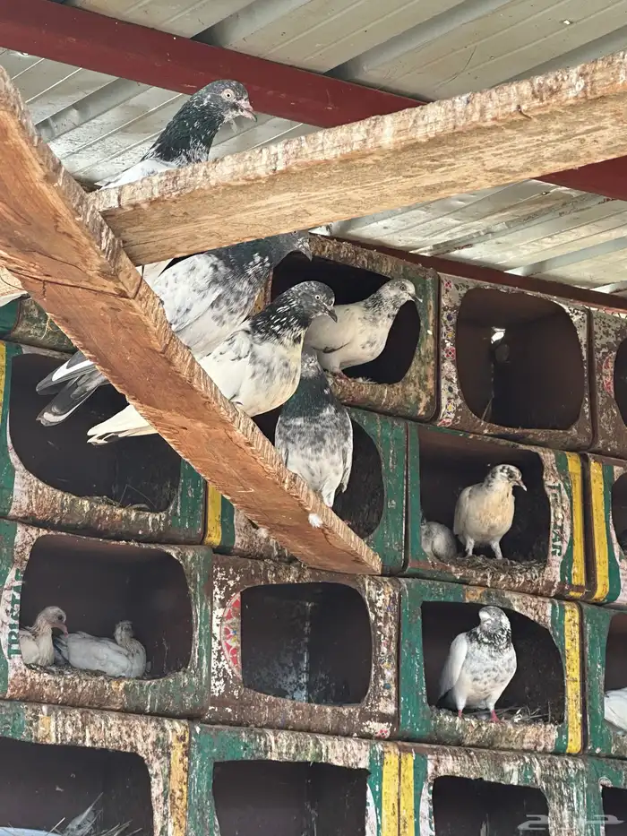 حمام بكستاني 1