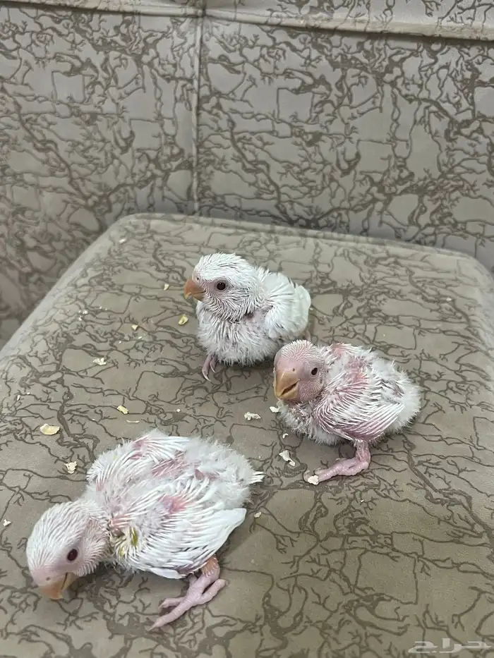 فروخ روز البينو عبون احمر 2