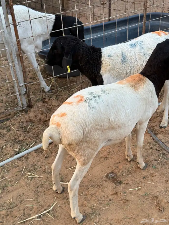 بربري جذع و ثني 3