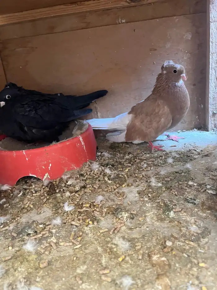 اجواز قطايف و قنادي 3