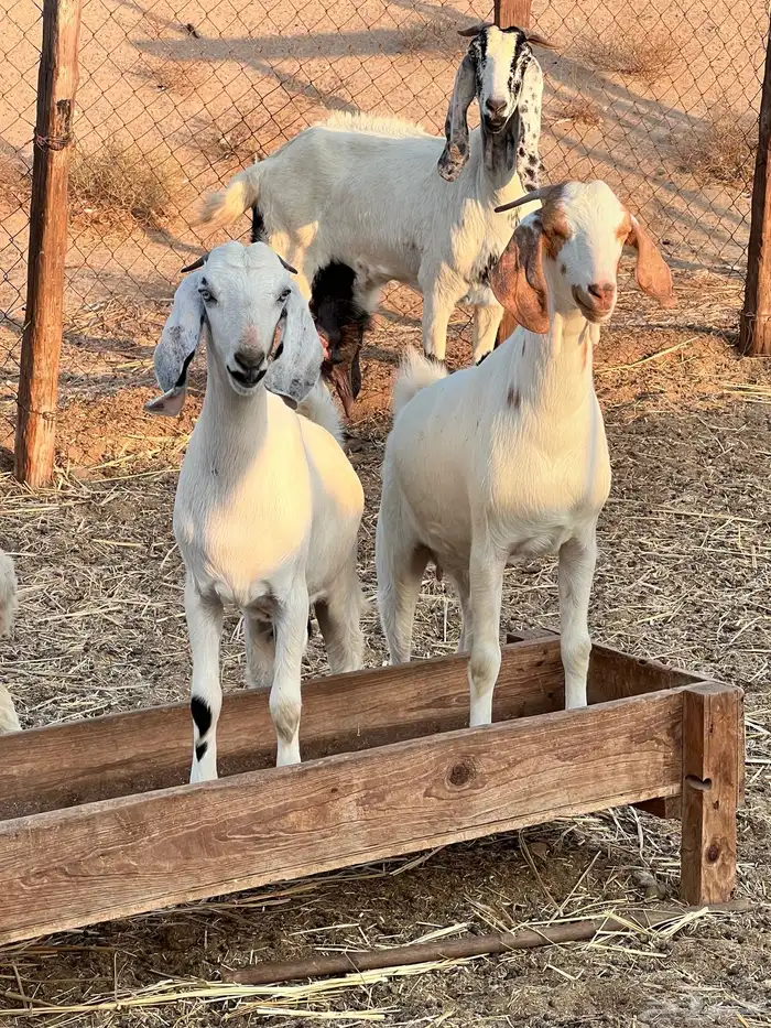 جفرات مزاين دفيع 4