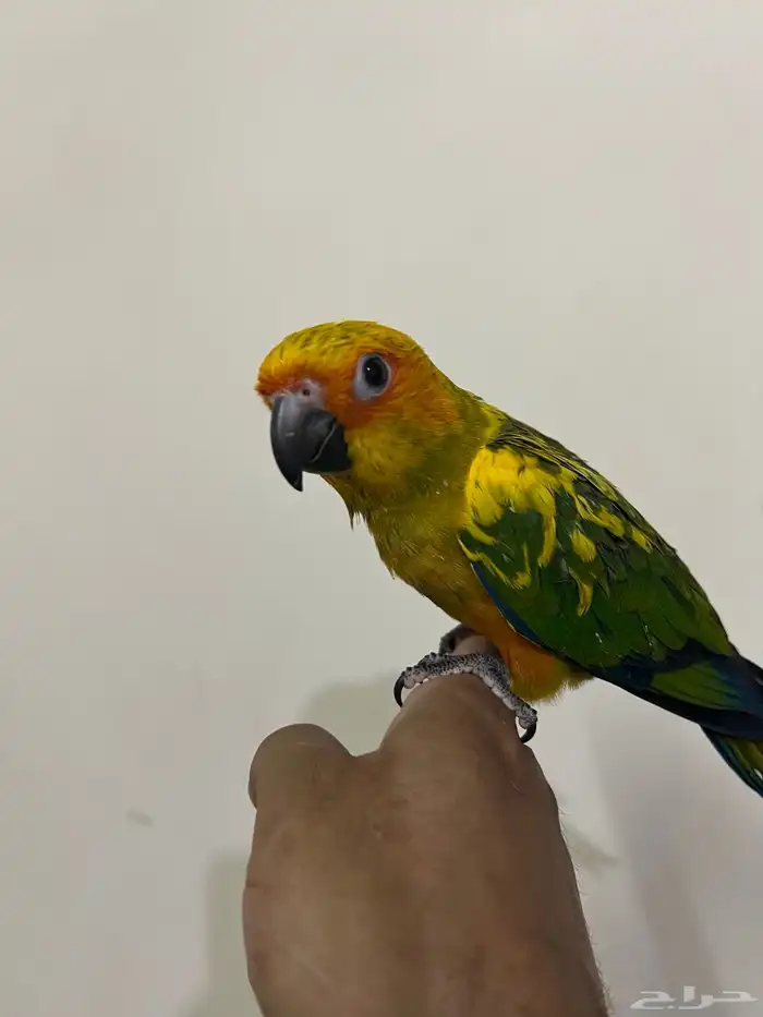 فرخ صن كنيور 0