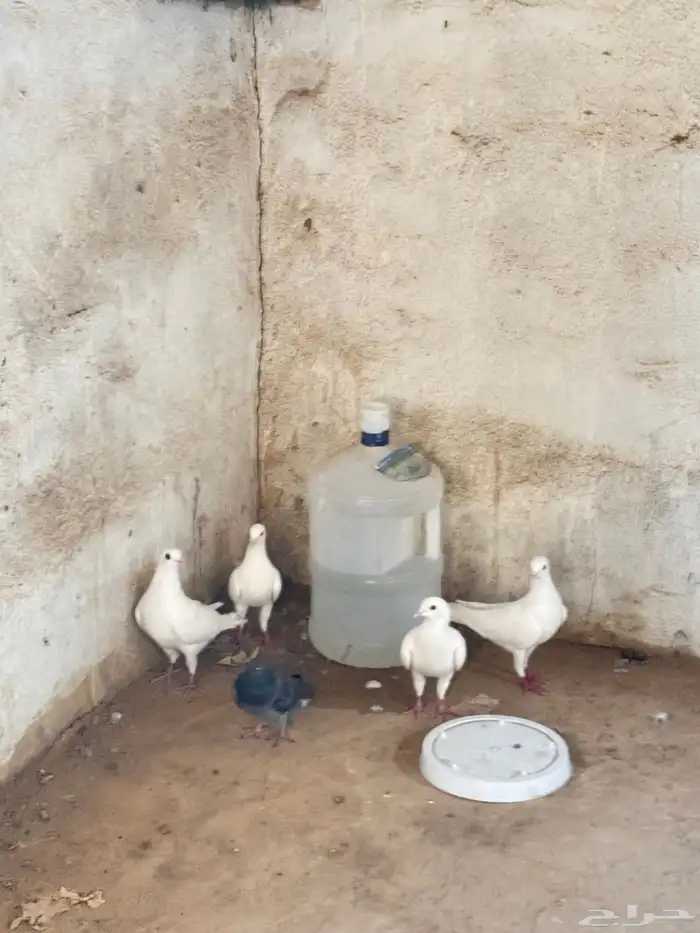 حمام 5 4بيضاء 1سوداء مبيضه 1
