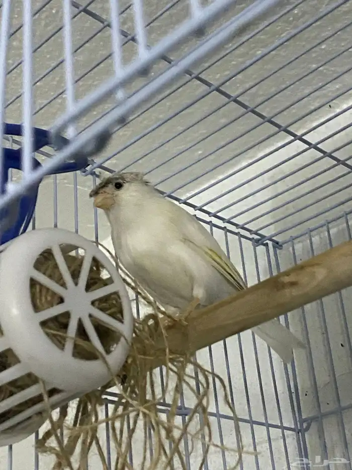 ذكر كناري ابيض كرست بسكوتي 0