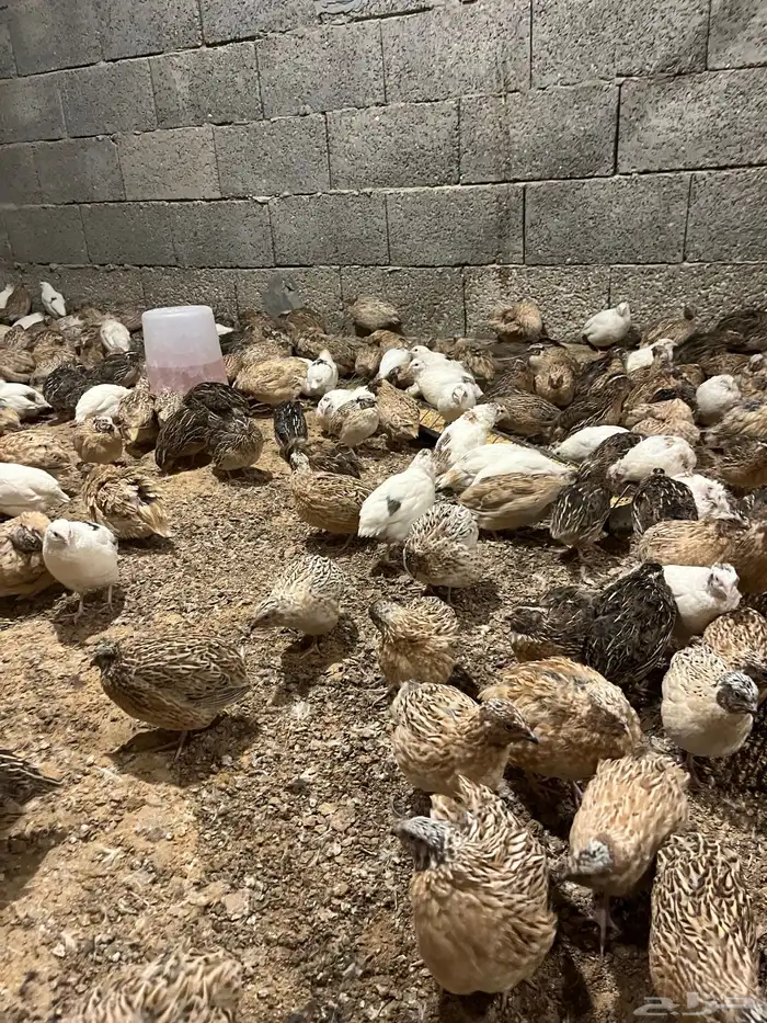 سمان ذكور بس 0