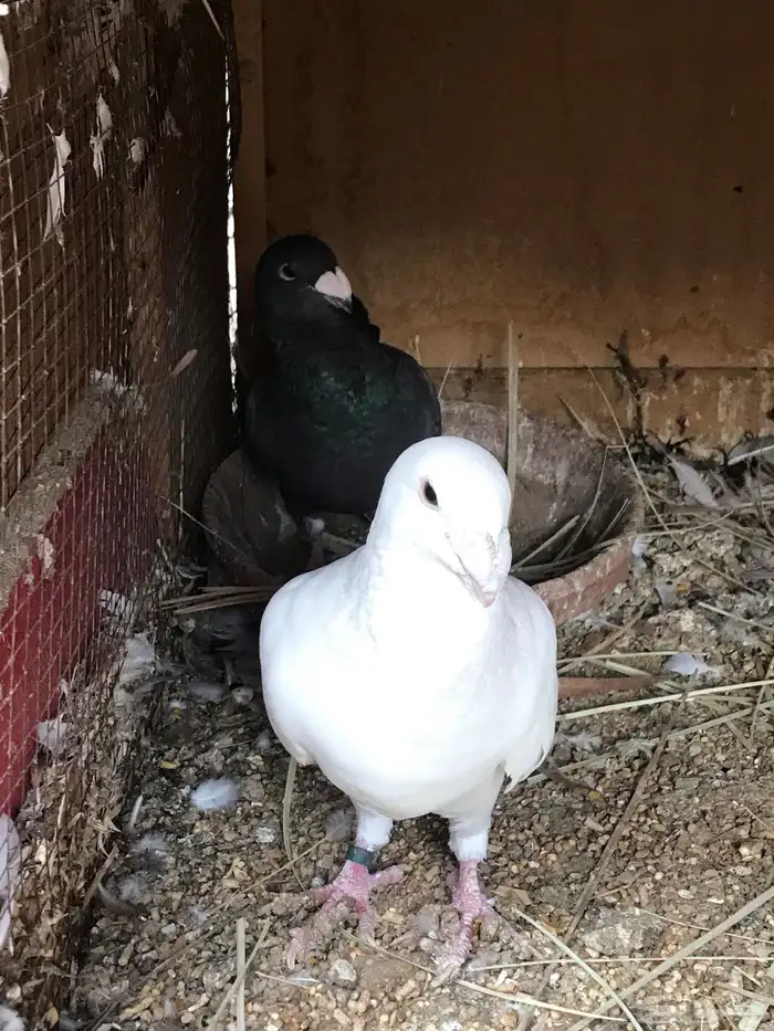 وحشي وهومر وعبسي وبربري 7