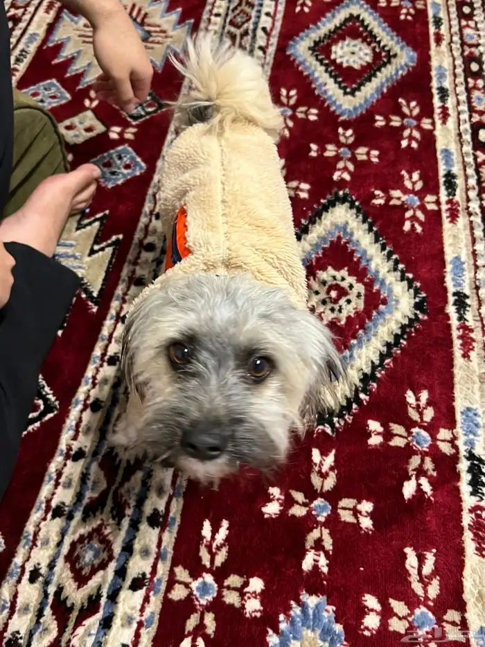 كلب انثى شيواوا 3