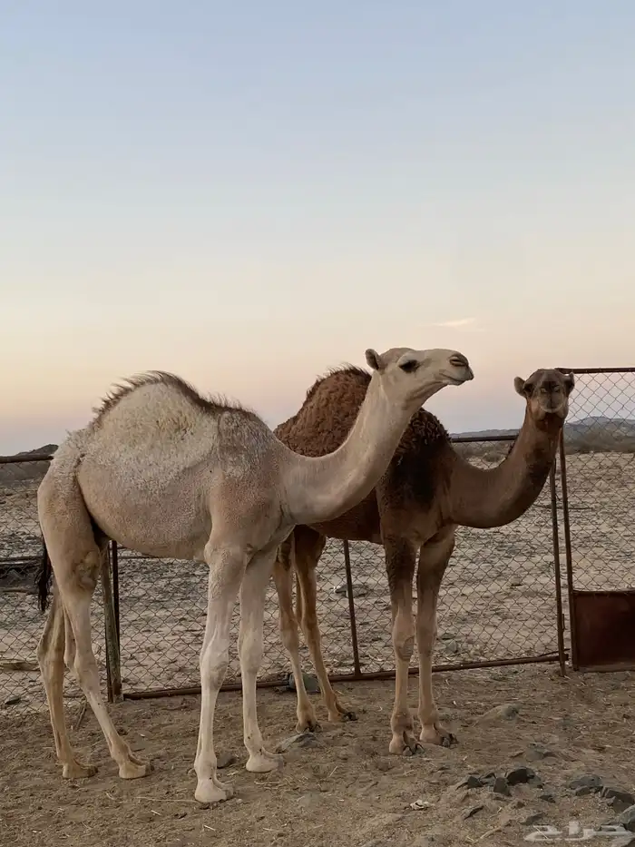 قعودين مفاريد مسكته 0