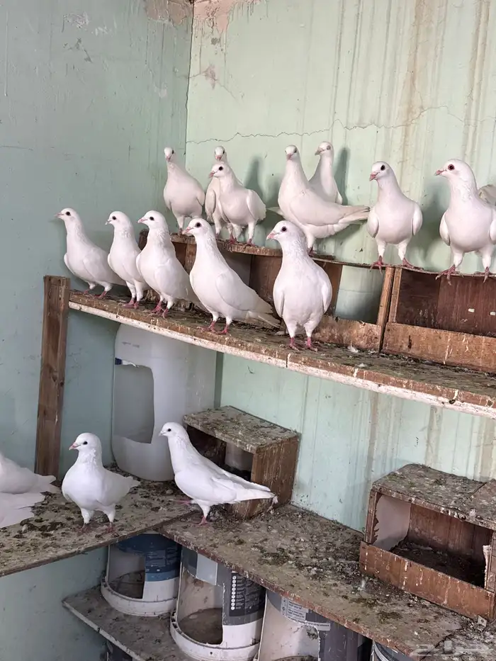 حمام لاحم سوبر جانبو 4