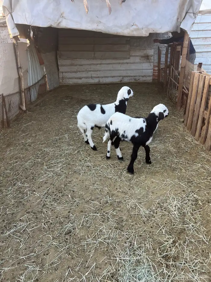 للبيع خروفان اثنين 9