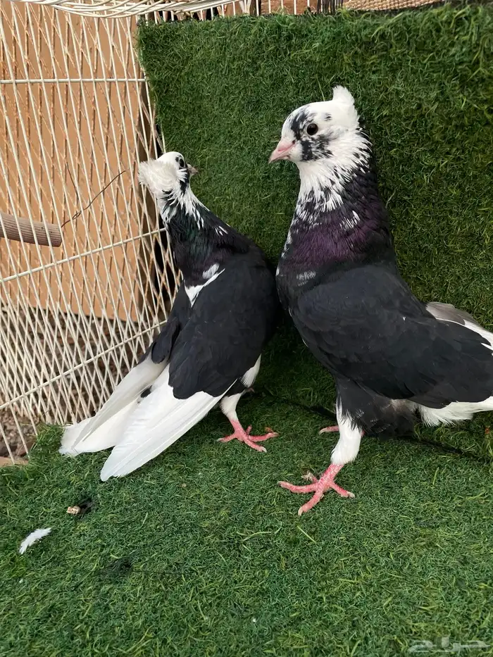 قطيفي هجرسي 1