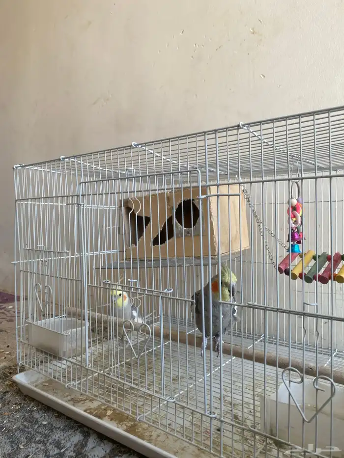 للبيع زوج كروان 2