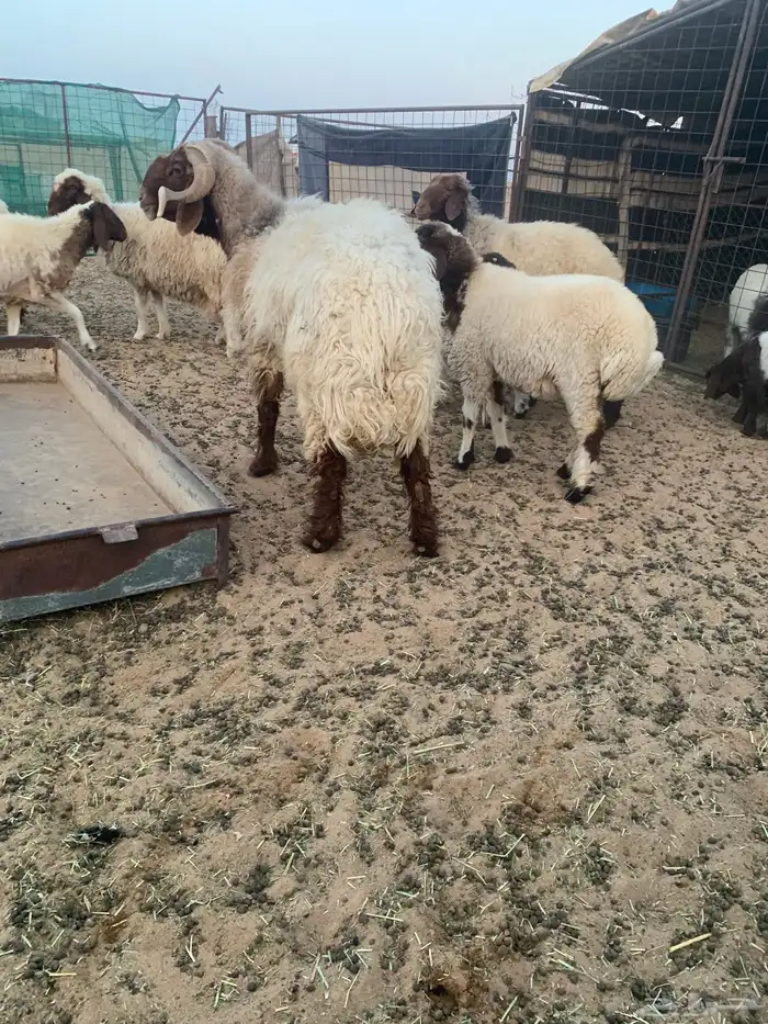 سلام عليكم ورحمة الله وبركاته 1