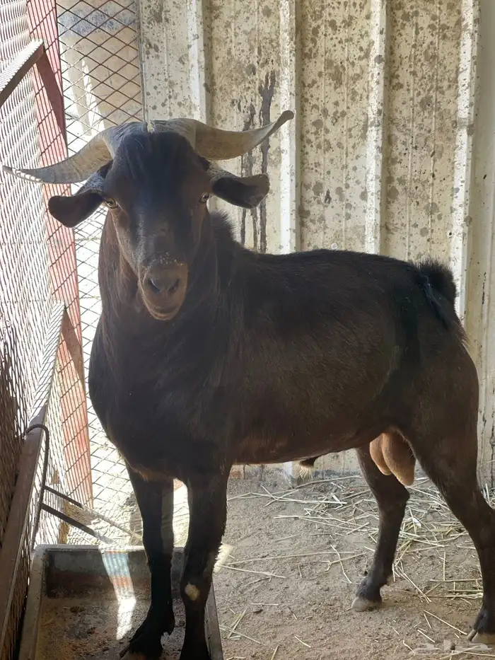 تيس فحل ادهم ادبس كفووو مشروط 0