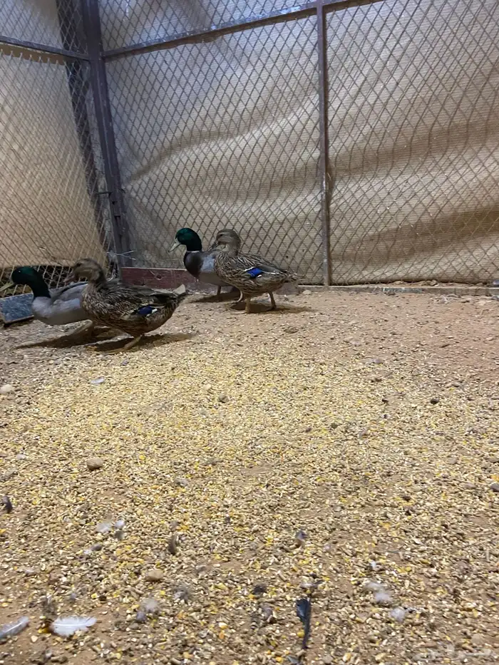 بط نحم منتج 2