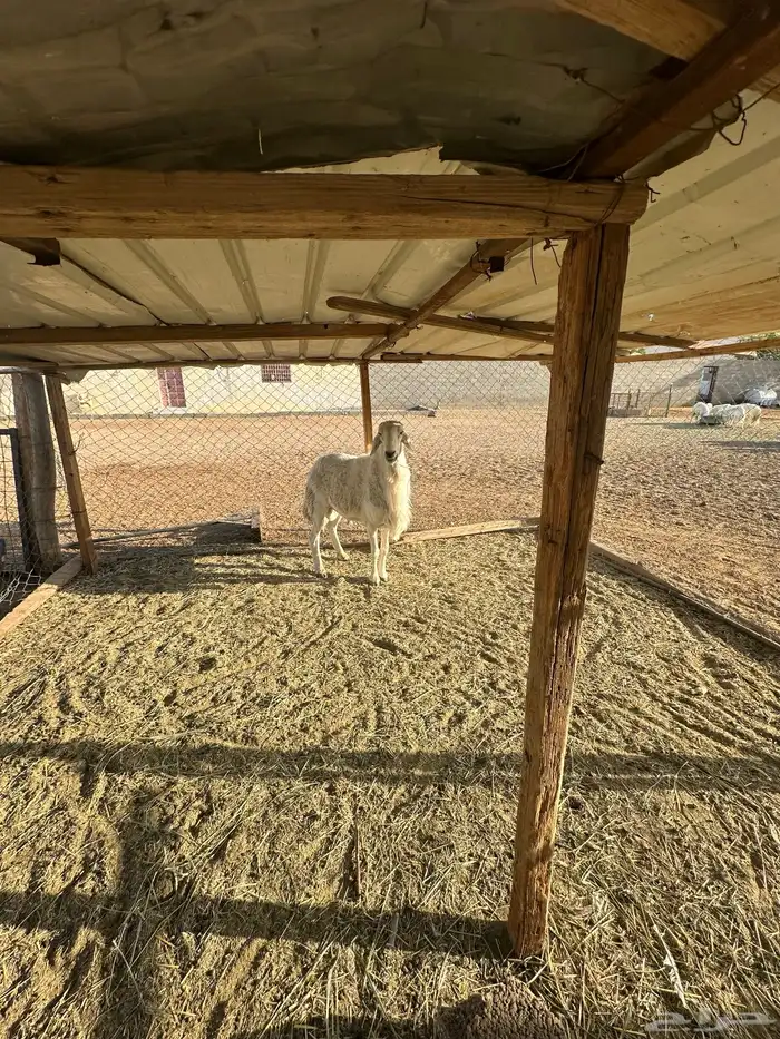 فحل ينسف شرط 5