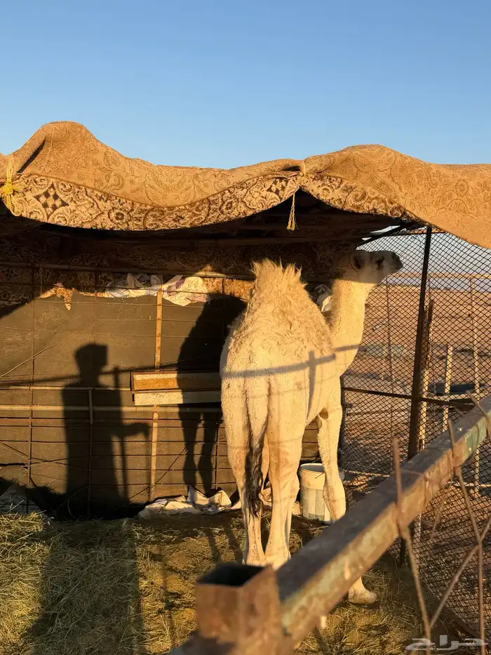 للبيع حاشي طيب جدا 1